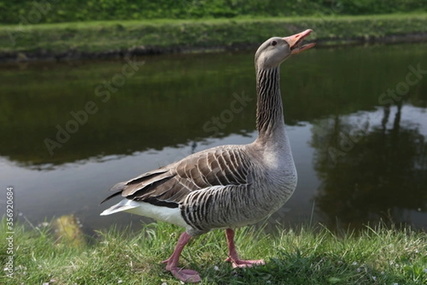 Obraz goose on the water