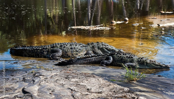 Fototapeta Mexico, Oaxaca,Mazunte, Ventanilla,crocodile in the natural state in the lagoon stopped on the shore,view of the crocodile from behind