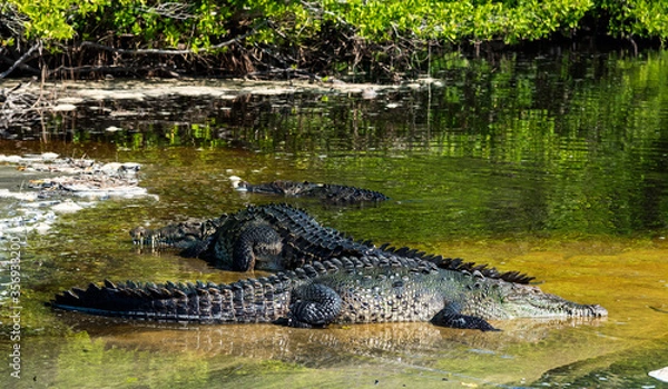 Fototapeta Mexico, Oaxaca,Mazunte, Ventanilla,crocodile in the natural state in the lagoon stopped on the shore,view of the crocodile from behind