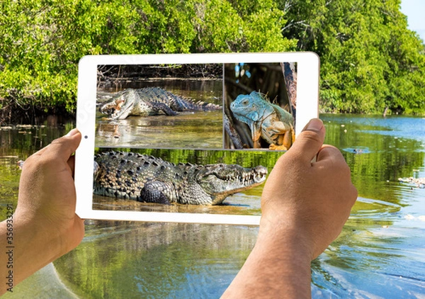 Fototapeta two hands hold up a tablet, images of iguana and crocodiles on the display, lagoon background with mangroves