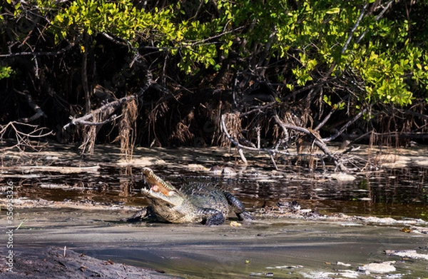 Fototapeta crocodile on the beach eats a bite of meat