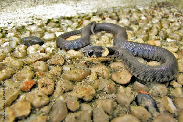 Obraz Junge Ringelnatter auf Steinboden.