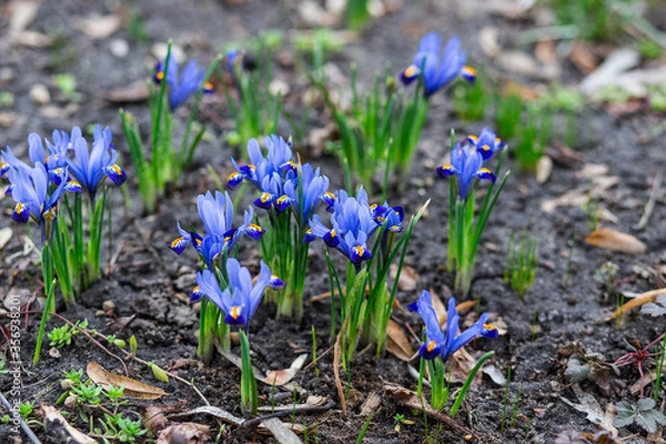 Obraz 
Amazing gorges in a clearing.