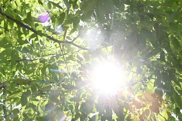 Fototapeta 強い陽差し