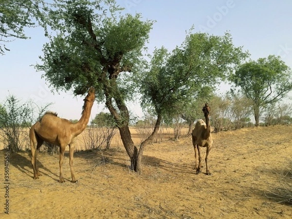 Fototapeta A couple of two camels feeding or eating green tree's leaves by long neck