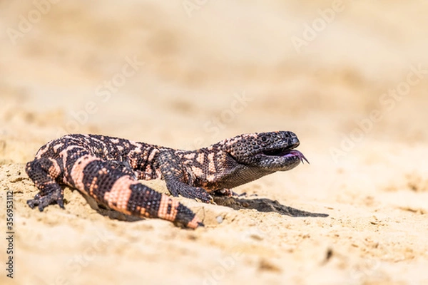 Fototapeta Lizard Gila Monster( Heloderma suspectum) north america.