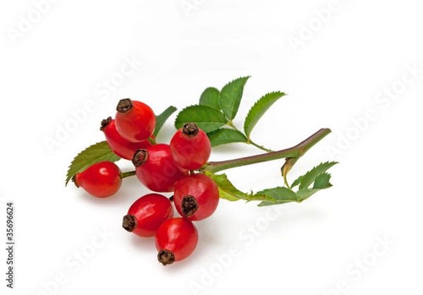 Obraz Rosehips