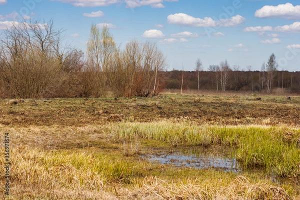 Fototapeta Spring landscape with view meadow with dry yellowed grass, forest and blue sky with clouds on a sunny day.