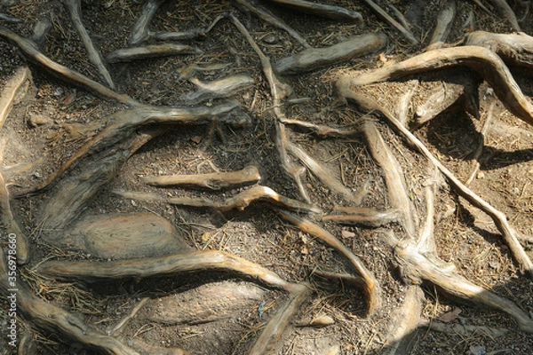 Fototapeta  Twisted pine roots on the surface of the earth in the summer.