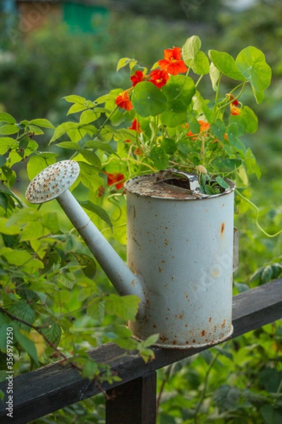 Obraz Iron cane stands in the garden