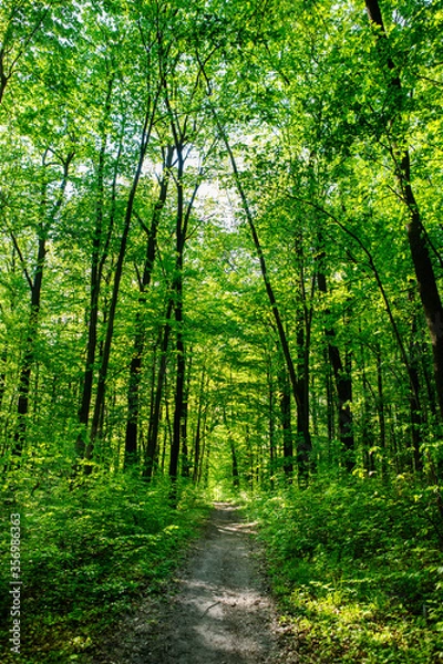 Obraz path in the forest