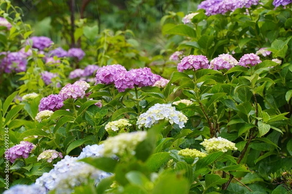 Fototapeta 日本の梅雨の風物詩　アジサイの花びらから雨の滴がしたたる