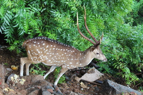 Obraz deer in the woods