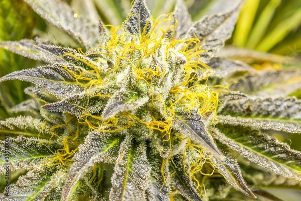 Fototapeta Close up cannabis plant