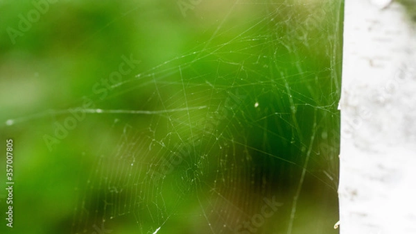 Obraz spider web with dew drops