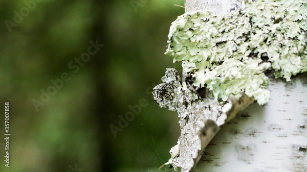 Obraz moss on birch tree