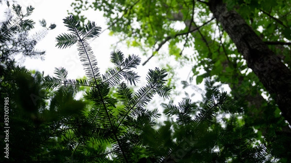 Obraz sun in the forest