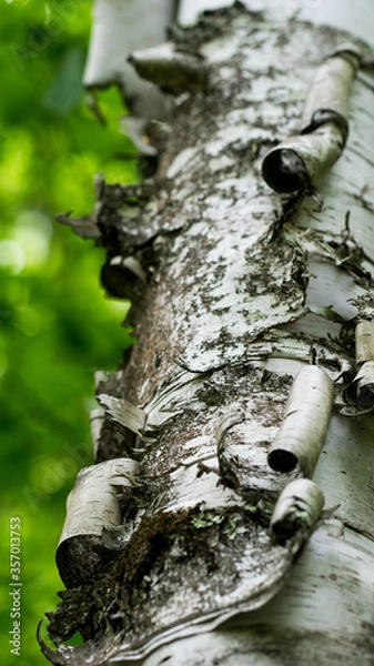 Obraz Peeling bark on birch tree