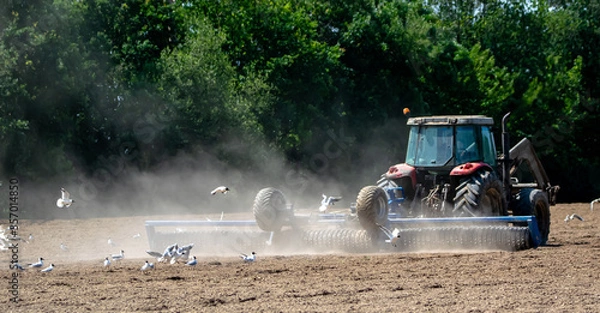 Obraz Loire-Atlantique, France; seagulls laughing take advantage of the passage of the tractor to eat, Sainte Lumine de coutais.