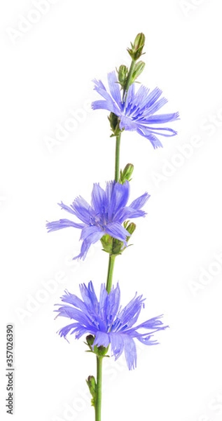 Fototapeta Cichorium intybus - common chicory flowers isolated on the white background. Chicory flowers isolated on white. Medicinal herbs. Coffee alternative. Isolated on white.