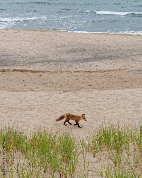 Fototapeta Red fox on a beach, Magdalen islands