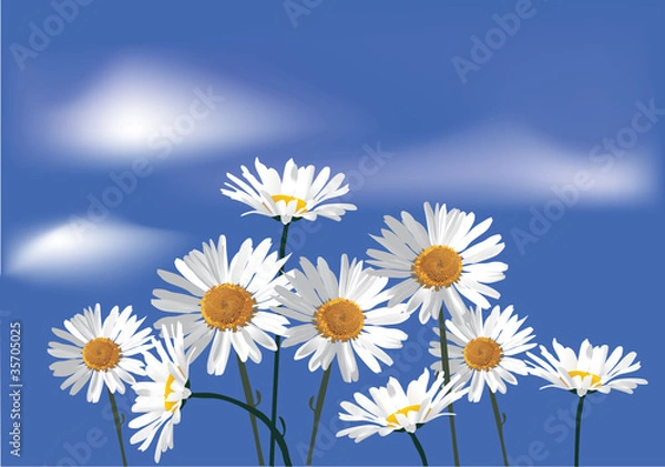 Fototapeta camomiles flowers on blue sky background
