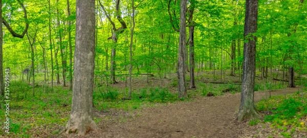 Obraz High Res Forest