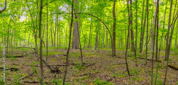 Obraz High Res Forest