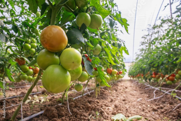 Fototapeta A branch with ripening tomatoes