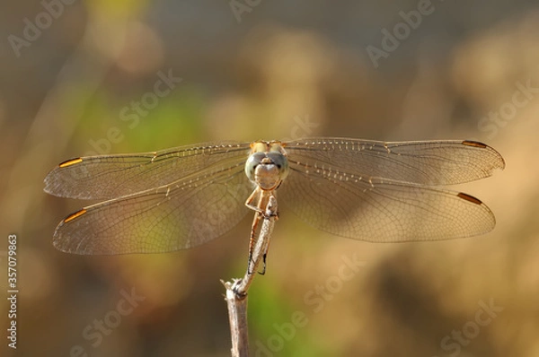 Fototapeta Macro shots, showing of eyes dragonfly and wings detail. Beautiful dragonfly in the nature habitat.