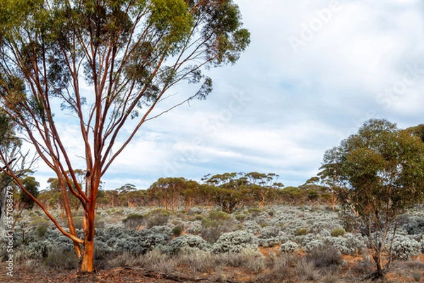 Fototapeta The unique and endemic Goldfields woodlands of Western Australia