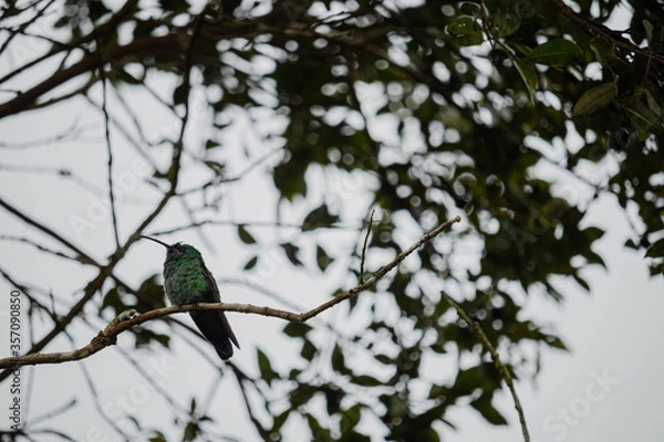 Obraz Colibri sobre una rama