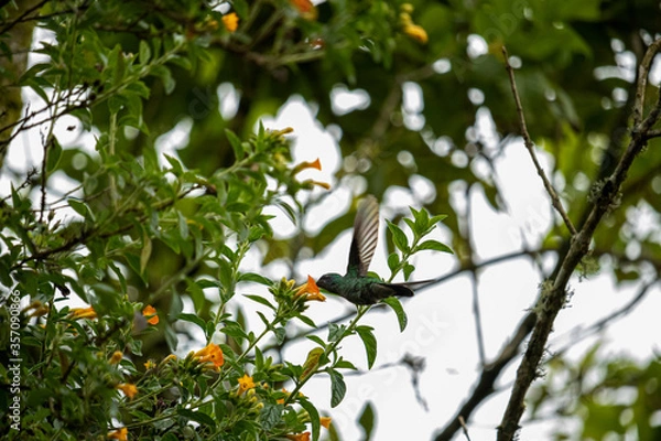 Obraz Colibri ne vuelo