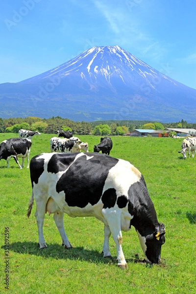 Fototapeta Holstein Friesian cows grazing on a farm on the Asagiri Highland area near Mount Fuji in Japan.