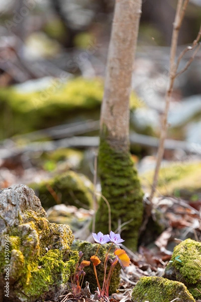 Fototapeta 야생화