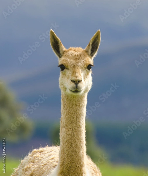 Fototapeta llama standing in field looking forward
