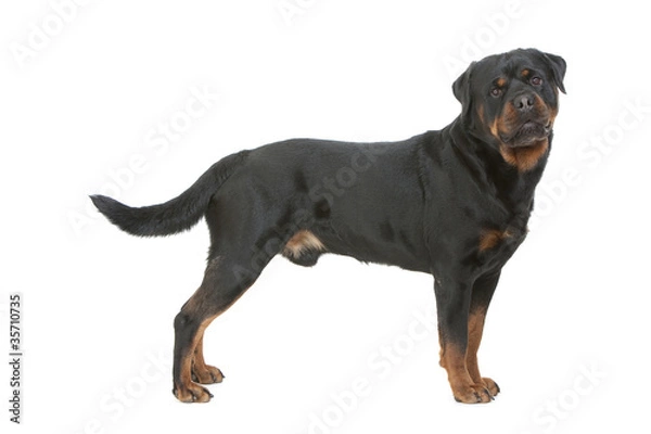 Obraz rottweiler debout de profil en studio