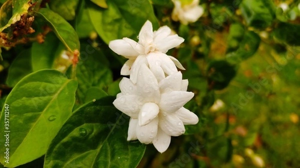 Obraz Rain drops on beautiful white jasmine flowers