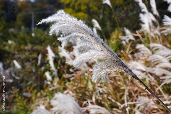 Fototapeta Ear of the Japanese pampasgrass  / Autumn landscape in Japan.