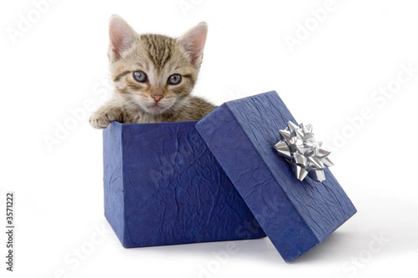 Obraz kitten (5 weeks) in a blue gift box