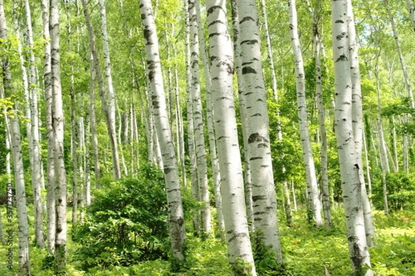 Fototapeta 平庭高原　白樺