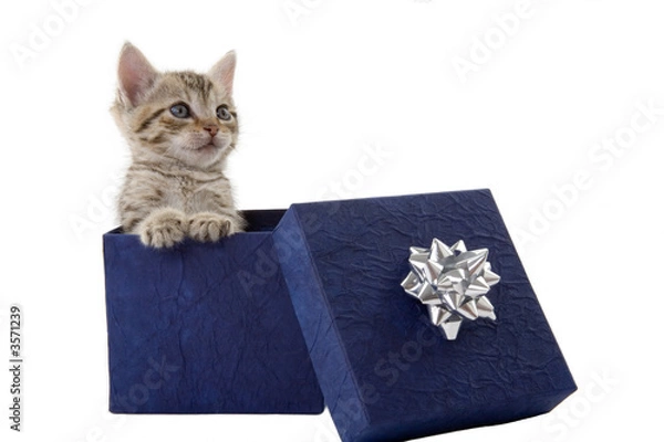 Obraz kitten (5 weeks) in a blue gift box