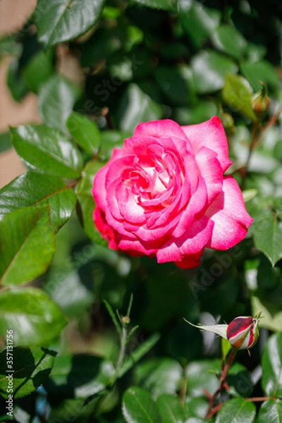 Fototapeta 薔薇園に咲くピンクと白が美しい日本原産の薔薇「聖火」