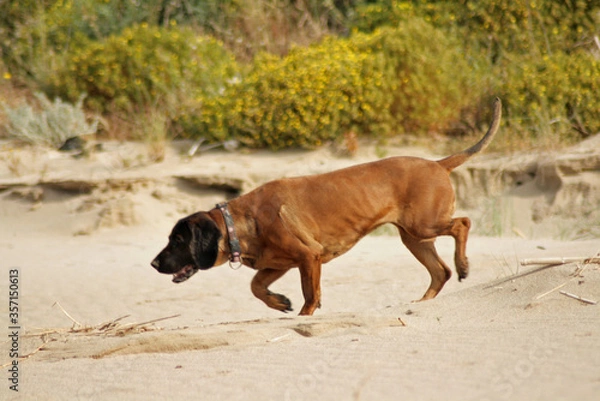 Obraz Dog at the Beach