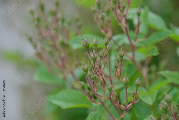 Fototapeta garden flower flying rose released buds in spring, it is tender and beautiful