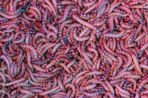 Fototapeta Close up Mealworm larvae background.Close up worms.