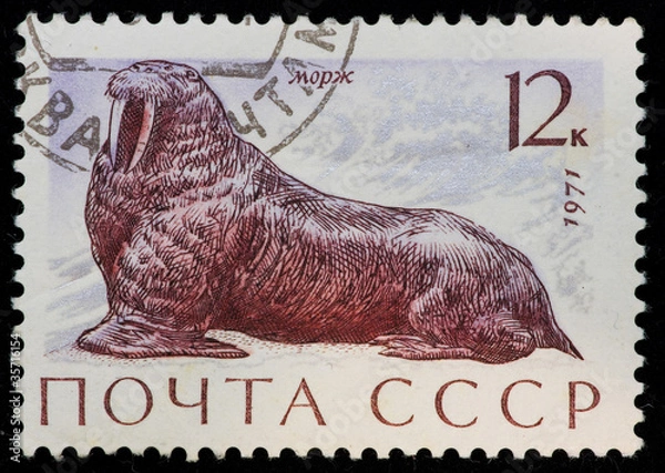 Obraz Postal stamp. Walrus, 1971