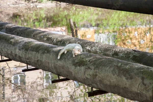 Fototapeta Cats bask on a process pipe across the river