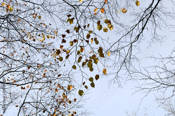 Fototapeta dry tree branch isolated on background with copy space for text, Concept images for winter and autumn season. 