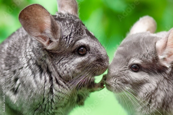 Obraz couple of cute gray chinchilla sitting on green colored background with leaves , lovely pets and nature concept, two purebred fluffy rodent